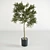  Petite Olive Tree 3D model small image 1