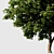 Evergreen Beauty: High-Density Exterior Tree 3D model small image 2