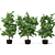 Versatile Ficus: 3 Stunning Varieties 3D model small image 1