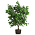 Versatile Ficus: 3 Stunning Varieties 3D model small image 2