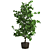 Versatile Ficus: 3 Stunning Varieties 3D model small image 3