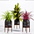 Versatile Decorative Plants - 4 3D model small image 1