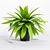 Green Beauty: Bird's Nest Fern 3D model small image 1