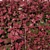 Berberis Thunbergii Hedge 3D model small image 2