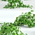 Scandens Climbing Plant: Vray 3D Model 3D model small image 2