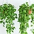 Scandens Hanging Plant: 2 Variants 3D model small image 2