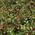 Vibrant Cotoneaster Berries Hedge 3D model small image 2