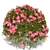 Gorgeous Azalea Bush 3D model small image 1