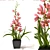 Elegant Orchid Collection 3D model small image 1