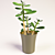 32cm Money Plant - Prosperity in a Pot 3D model small image 1