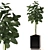 Green Life Rubber Plant - Size 22 3D model small image 1