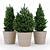 Premium Fir Tree 3D model small image 1