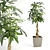 Pachira Aquatica: 2.2m Tall Indoor Plant 3D model small image 1