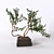 Eternal Evergreen Manzanita with Reddish Branches 3D model small image 1