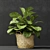 Tropical Beauty: Ficus Lyrata 3D model small image 2