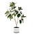 Large Ficus Elastica Decora in Concrete Pot 3D model small image 1