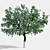 Tall Cherry Tree - 4m 3D model small image 1