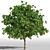 Tall & Lush Orange Tree 3D model small image 1