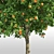 Tall & Lush Orange Tree 3D model small image 2