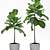 Lush Fig Plants: Max2015 to Max2012 & FBX 3D model small image 3