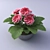 Breathtaking Gloxinia in a Pot 3D model small image 1