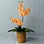 Sunny Yellow Orchid 3D model small image 1