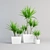 Elegant Outdoor Dracaena Marginata 3D model small image 1