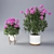 Vibrant Verbena Flower Pot 3D model small image 1