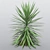 Variegated Yucca Plant - 3 Sizes 3D model small image 1