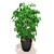 Tropical Schefflera: Vibrantly Patterned Decorative Plant 3D model small image 2