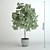 Elegant Benjamin Ficus Tree 3D model small image 1