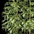 Natural Bamboo Plants - Set of 62 3D model small image 2