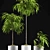 Tropical Foliage Ficus Alii 3D model small image 2