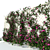 Clematis Vine Hedge | 3D Max Plugin 3D model small image 2