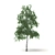 3D Birch Tree - Adjustable Leaf Color 3D model small image 1