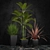 Indoor Plants Set 06 3D model small image 1