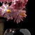 Blooming Beauty Collection 3D model small image 2