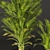 Tropical Beauty: Areca Palm 3D model small image 2