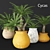 Elegant Cycas Plant Collection 3D model small image 1