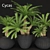 Tropical Charm: Cycas Palm Set 3D model small image 1