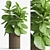 Lush Ficus Lyrata Palm: 2010-2012 Variant 3D model small image 1