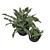 Botanical Beauties: Lush Plants Collection 3D model small image 2