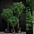 Lush Ficus Benjamin Plant: 2 Varieties 3D model small image 1