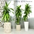 Exquisite Dracaena deremensis warnakii Plant 3D model small image 1