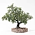 Windproof Olea Tree: Mediterranean Charm 3D model small image 1