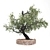 Windproof Olea Tree: Mediterranean Charm 3D model small image 2