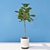 Evergreen Ficus: Vray-Ready 3D model small image 2