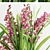 Elegant Cymbidium Orchid: Exquisite VRay Displacement Patterns 3D model small image 2