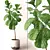 Exquisite Ficus Lyrata Model: 3DS Max & OBJ 3D model small image 1