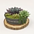 Turbo Succulents 3D model small image 1